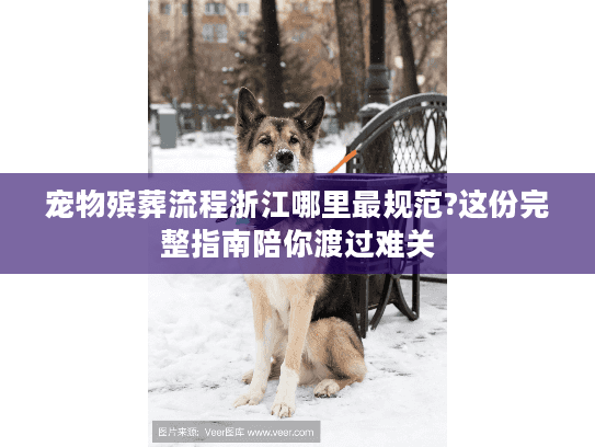 宠物殡葬流程浙江哪里最规范?这份完整指南陪你渡过难关