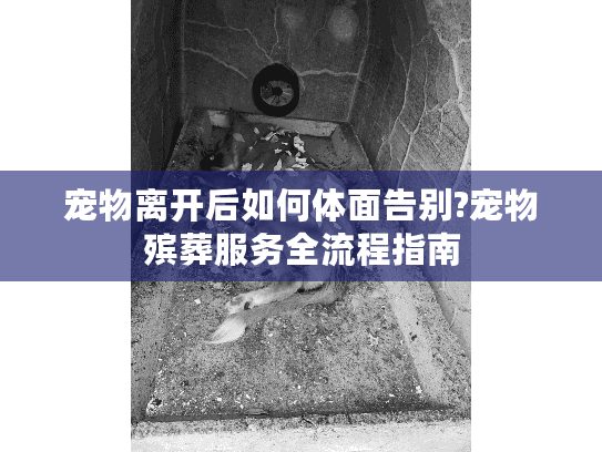 宠物离开后如何体面告别?宠物殡葬服务全流程指南
