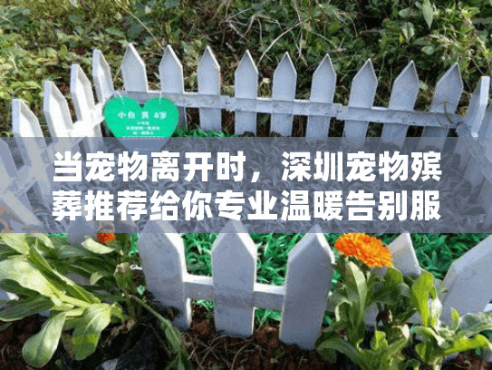 当宠物离开时，深圳宠物殡葬推荐给你专业温暖告别服务