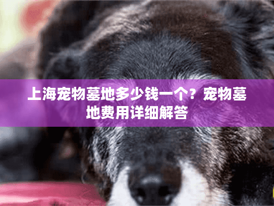 上海宠物墓地多少钱一个？宠物墓地费用详细解答