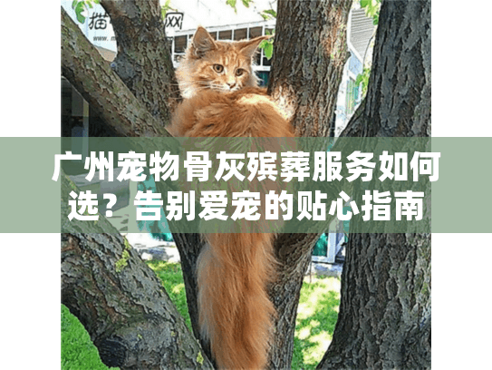 广州宠物骨灰殡葬服务如何选？告别爱宠的贴心指南