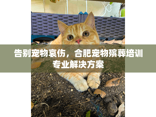 告别宠物哀伤，合肥宠物殡葬培训专业解决方案
