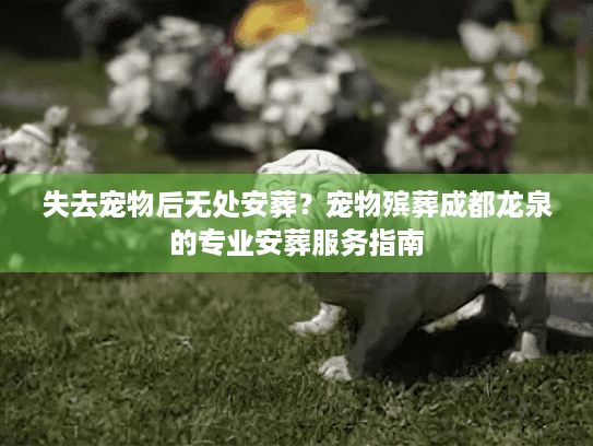 失去宠物后无处安葬？宠物殡葬成都龙泉的专业安葬服务指南