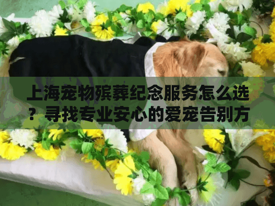 上海宠物殡葬纪念服务怎么选？寻找专业安心的爱宠告别方案