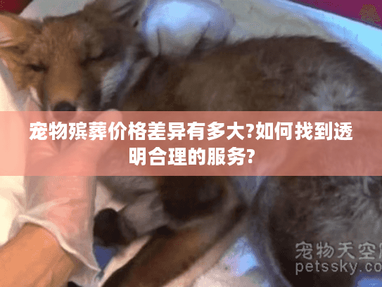 宠物殡葬价格差异有多大?如何找到透明合理的服务?