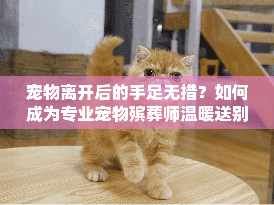 宠物离开后的手足无措？如何成为专业宠物殡葬师温暖送别生命