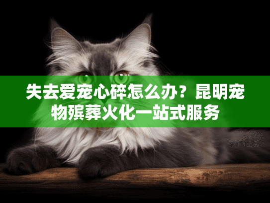 失去爱宠心碎怎么办？昆明宠物殡葬火化一站式服务