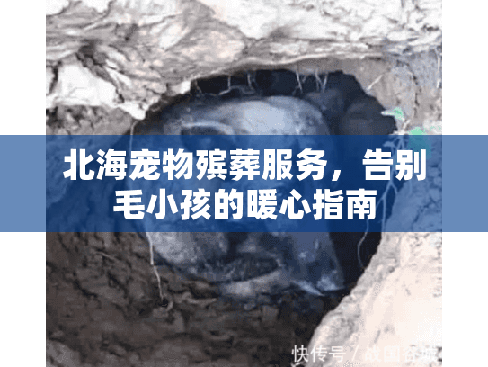 北海宠物殡葬服务，告别毛小孩的暖心指南