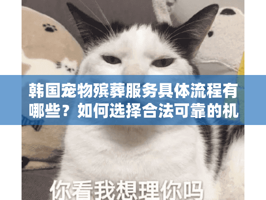 韩国宠物殡葬服务具体流程有哪些？如何选择合法可靠的机构？