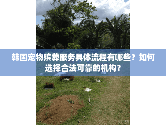 韩国宠物殡葬服务具体流程有哪些？如何选择合法可靠的机构？