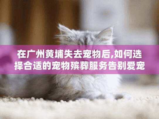 在广州黄埔失去宠物后,如何选择合适的宠物殡葬服务告别爱宠?