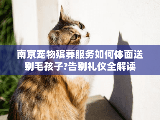 南京宠物殡葬服务如何体面送别毛孩子?告别礼仪全解读