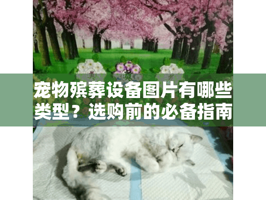 宠物殡葬设备图片有哪些类型？选购前的必备指南