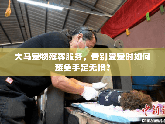 大马宠物殡葬服务，告别爱宠时如何避免手足无措？