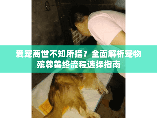 爱宠离世不知所措？全面解析宠物殡葬善终流程选择指南