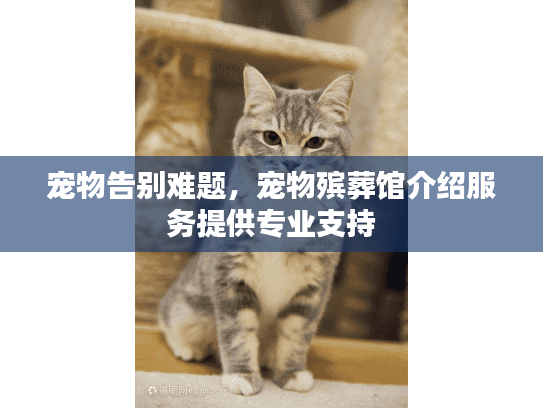 宠物告别难题，宠物殡葬馆介绍服务提供专业支持