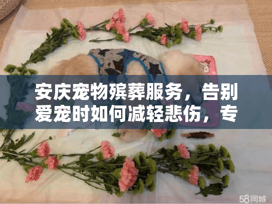 安庆宠物殡葬服务，告别爱宠时如何减轻悲伤，专业机构助您度过难关？