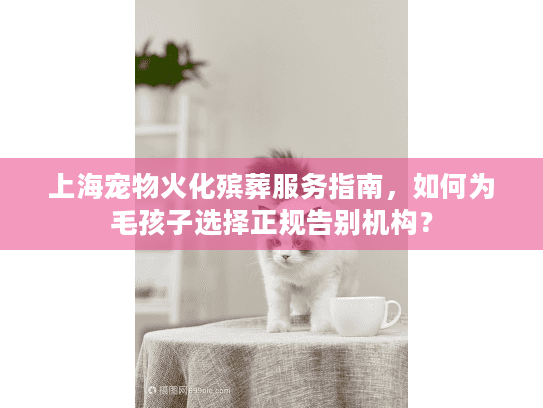 上海宠物火化殡葬服务指南，如何为毛孩子选择正规告别机构？