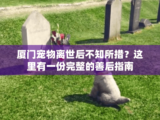厦门宠物离世后不知所措？这里有一份完整的善后指南