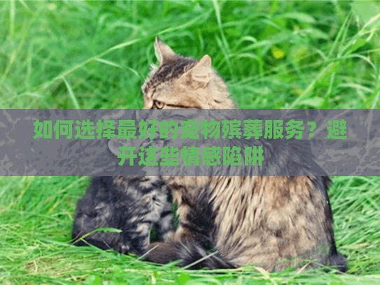 如何选择最好的宠物殡葬服务？避开这些情感陷阱