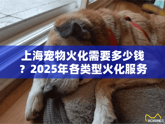 上海宠物火化需要多少钱？2025年各类型火化服务价格全景对比