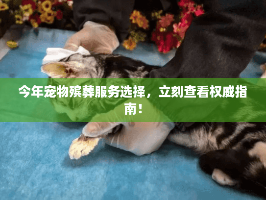 今年宠物殡葬服务选择，立刻查看权威指南！