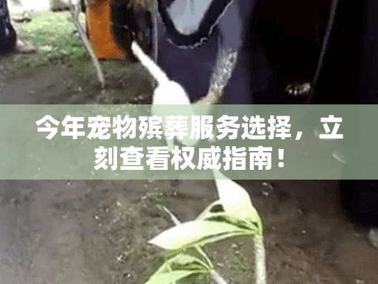 今年宠物殡葬服务选择，立刻查看权威指南！