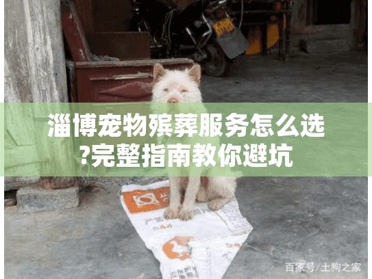 淄博宠物殡葬服务怎么选?完整指南教你避坑