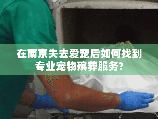 在南京失去爱宠后如何找到专业宠物殡葬服务?