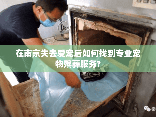 在南京失去爱宠后如何找到专业宠物殡葬服务?
