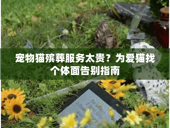宠物猫殡葬服务太贵？为爱猫找个体面告别指南