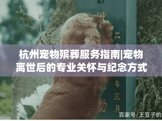 杭州宠物殡葬服务指南|宠物离世后的专业关怀与纪念方式