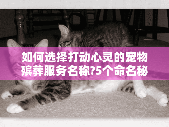 如何选择打动心灵的宠物殡葬服务名称?5个命名秘诀温暖告别