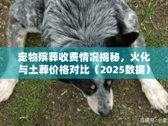 宠物殡葬收费情况揭秘，火化与土葬价格对比（2025数据）