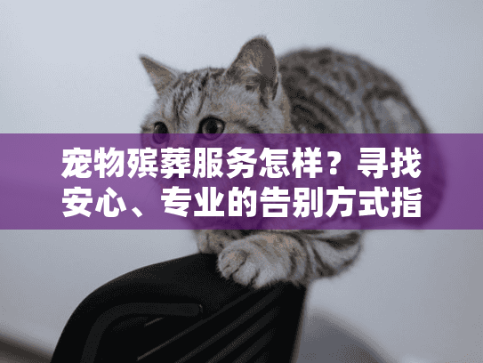 宠物殡葬服务怎样？寻找安心、专业的告别方式指南