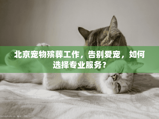北京宠物殡葬工作，告别爱宠，如何选择专业服务？