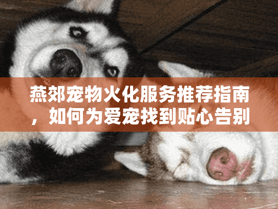 燕郊宠物火化服务推荐指南，如何为爱宠找到贴心告别方案？