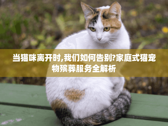 当猫咪离开时,我们如何告别?家庭式猫宠物殡葬服务全解析