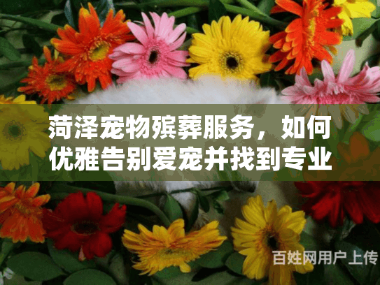 菏泽宠物殡葬服务，如何优雅告别爱宠并找到专业帮助