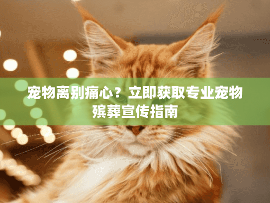 宠物离别痛心？立即获取专业宠物殡葬宣传指南