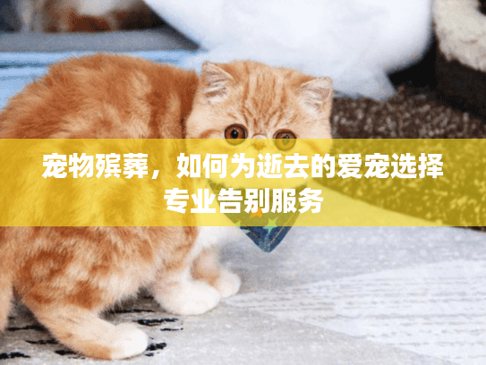 宠物殡葬，如何为逝去的爱宠选择专业告别服务