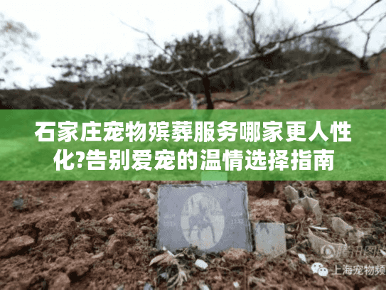 石家庄宠物殡葬服务哪家更人性化?告别爱宠的温情选择指南