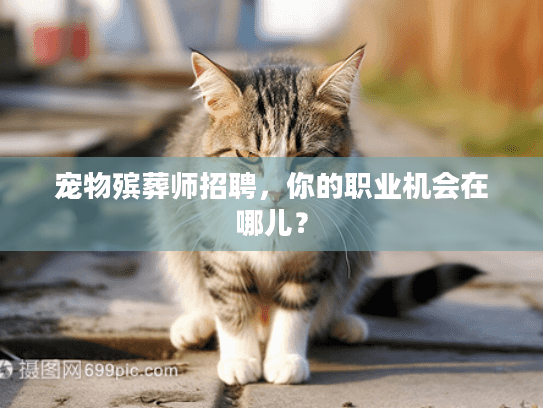 宠物殡葬师招聘，你的职业机会在哪儿？