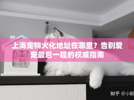 上海宠物火化地址在哪里？告别爱宠最后一程的权威指南