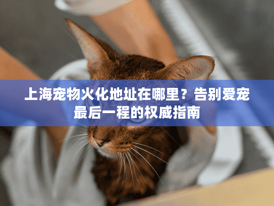 上海宠物火化地址在哪里？告别爱宠最后一程的权威指南