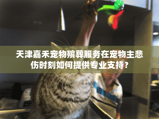 天津嘉禾宠物殡葬服务在宠物主悲伤时刻如何提供专业支持？