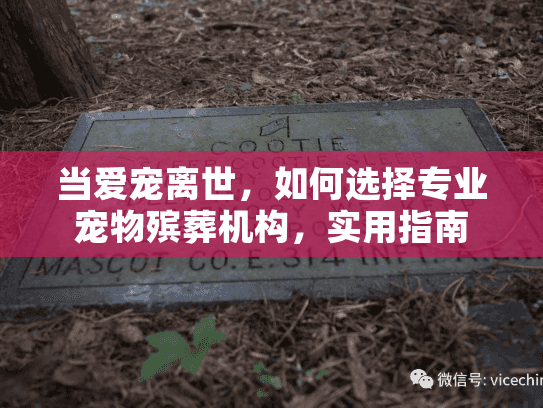 当爱宠离世，如何选择专业宠物殡葬机构，实用指南