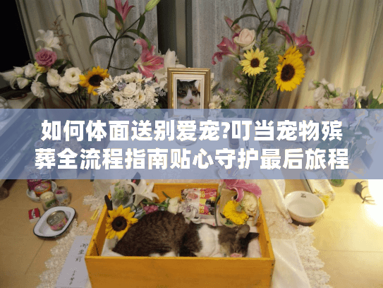 如何体面送别爱宠?叮当宠物殡葬全流程指南贴心守护最后旅程