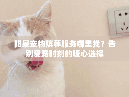 阳泉宠物殡葬服务哪里找？告别爱宠时刻的暖心选择