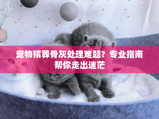 宠物殡葬骨灰处理难题？专业指南帮你走出迷茫